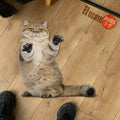 Funny Cat Pose Shaped Rugs Custom For Room Decor Mat Quality Carpet-Animerugs